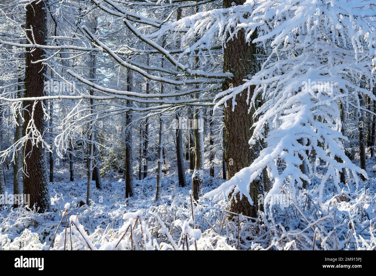 'Winter wonderland', Beacon Wood transformed by snow, Penrith, Cumbria, UK Stock Photo