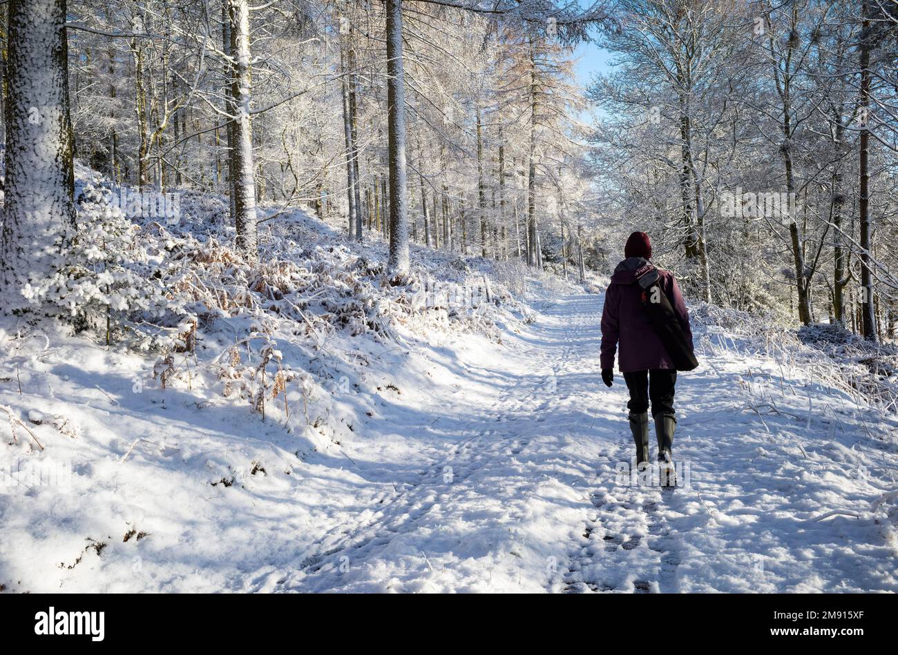 Walking in Beacon Wood after the first snowfall of January 2023, Penrith, Cumbria, UK Stock Photo