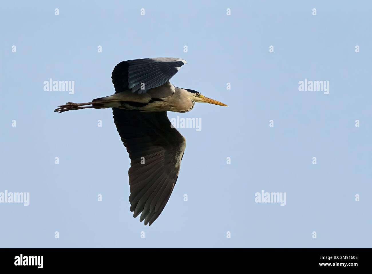 Grey heron in flight, closeup. Flying in the blue sky. Genus Ardea cinerea. Trencin, Slovakia. Stock Photo