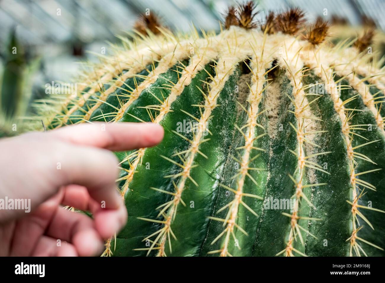 Beautiful colorful close up of cactus with blurred point finger hand Stock  Photo - Alamy
