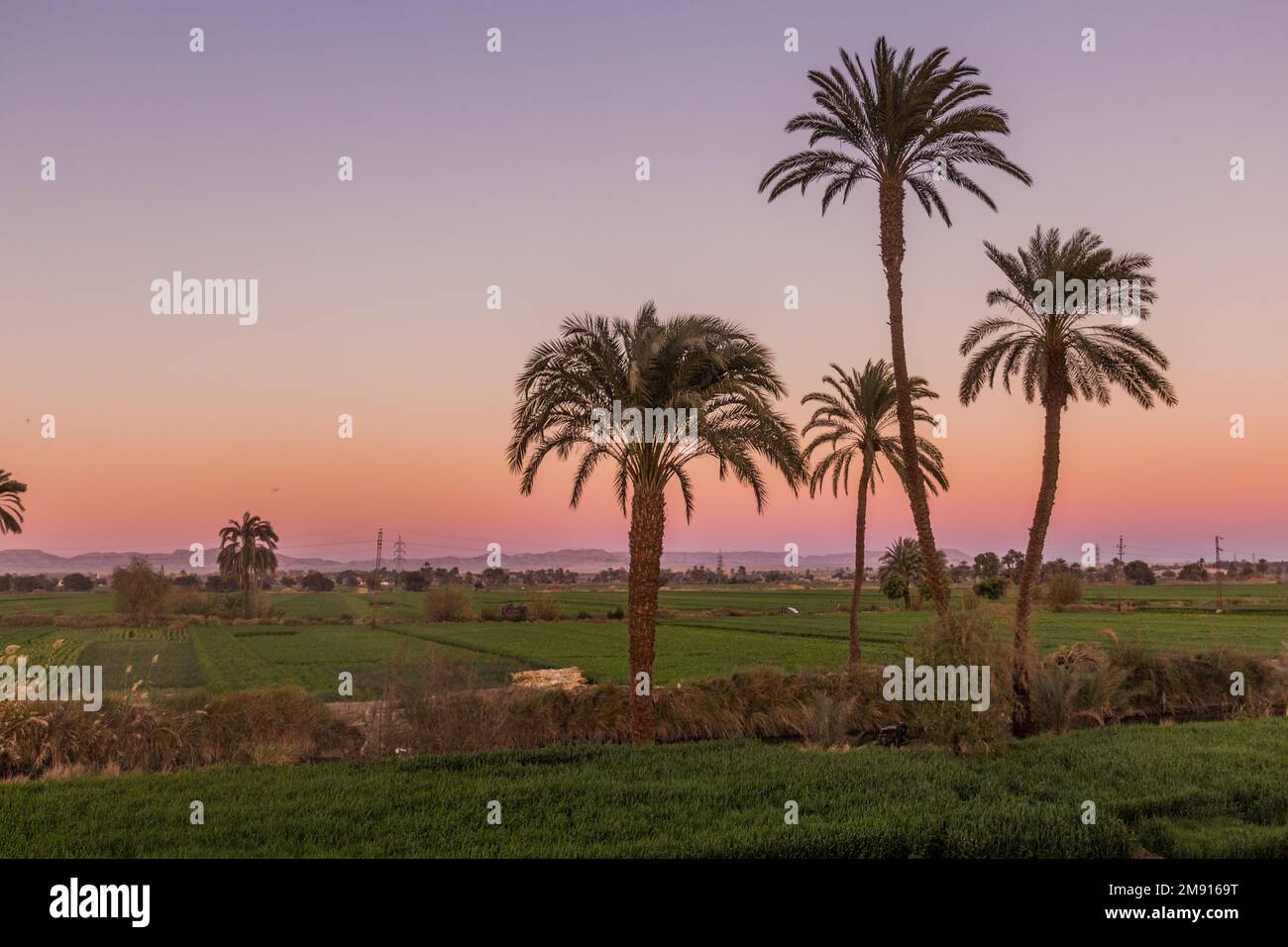 Lush fields along river Nile in Egypt Stock Photo - Alamy