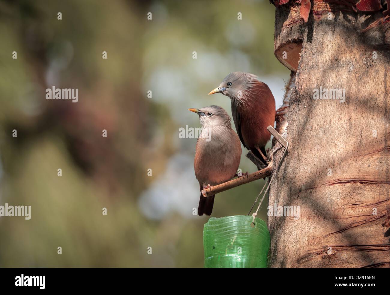 Starling birds drinking date palm juice from date palm tree Stock Photo