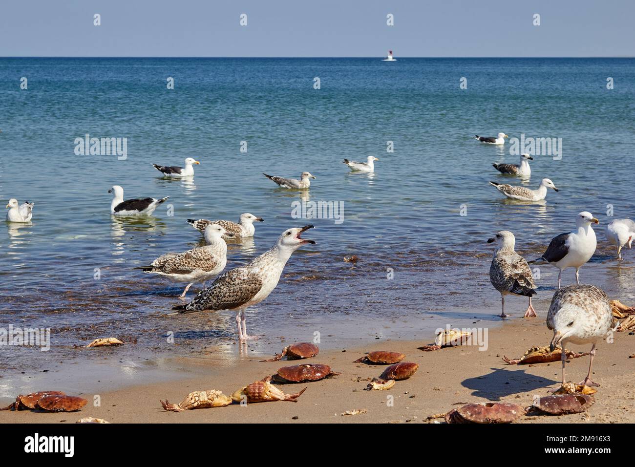 European herring gulls (Larus argentatus) and great blackbacked gulls