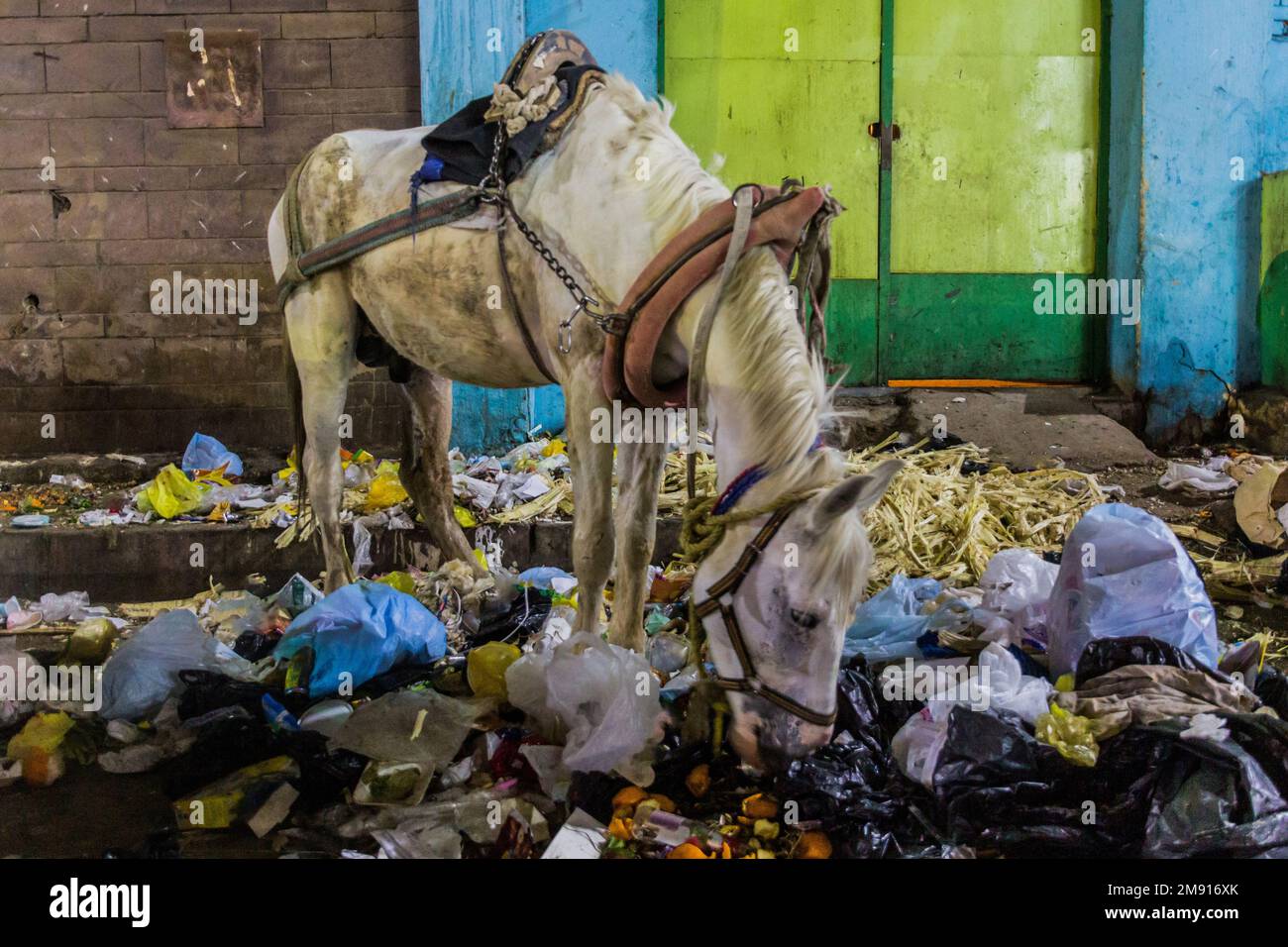 Horse eating rubbish in Aswan, Egypt Stock Photo Alamy