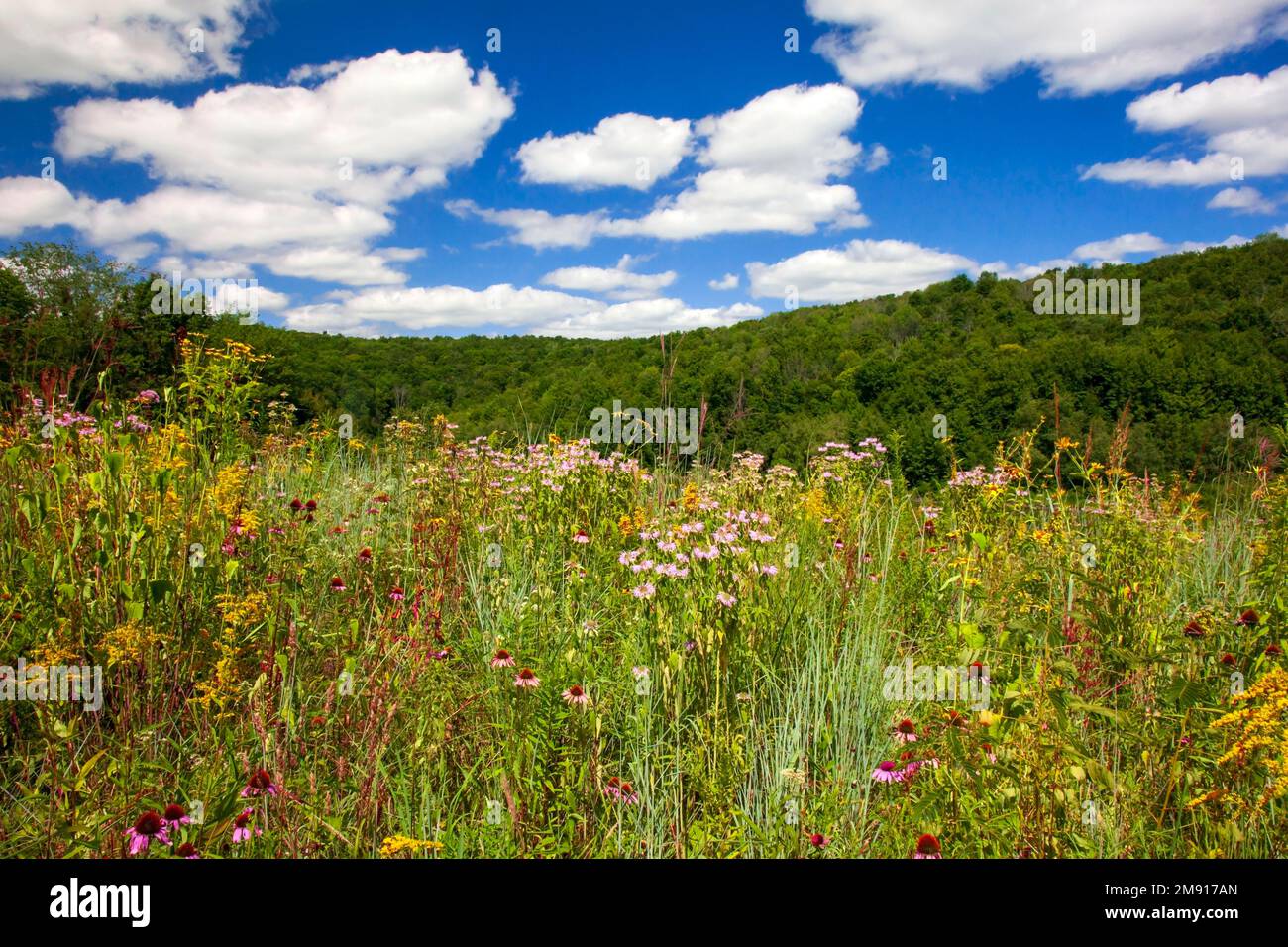 A planted native widflower meadow at Prompton State Park , Wayne County, Pennsylvania. Stock Photo