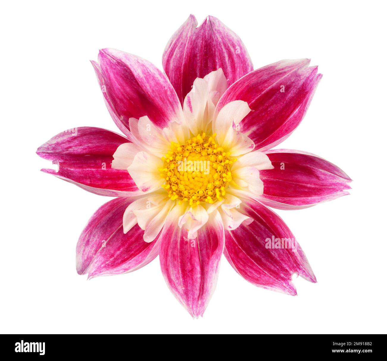 A single pink and white dahlia isolated on white Stock Photo - Alamy