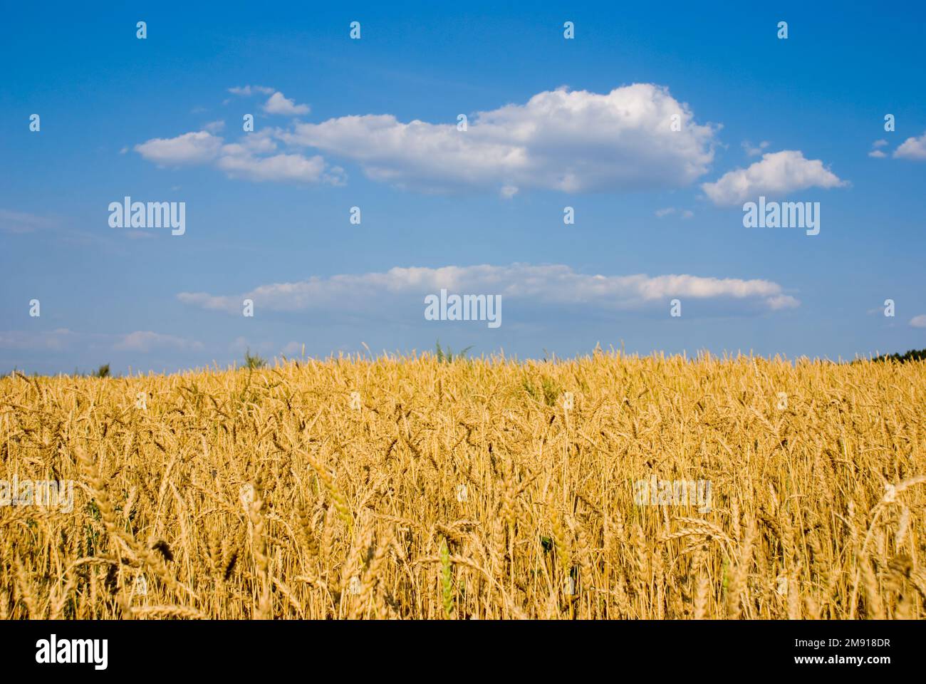 Blue sky with clouds and wheat field Stock Photo - Alamy