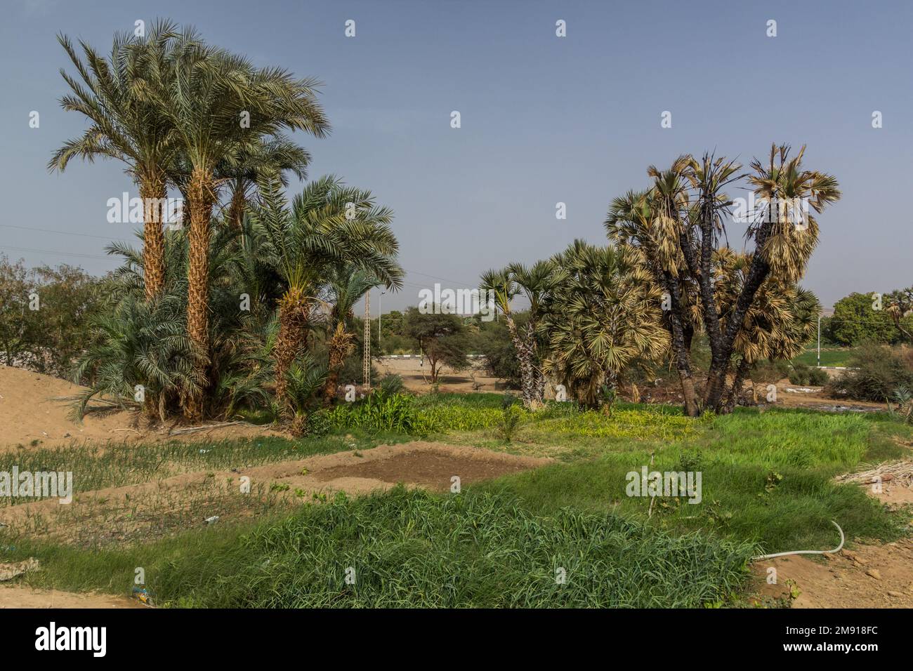 Fields by the river Nile near Aswan, Egypt Stock Photo - Alamy
