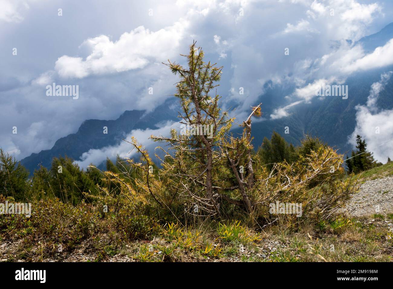 The sun shines through dark clouds on a small larch ( Larix ) on an alpine pasture. Behind cloud-covered mountains. Schwemmalm, Ulten Valley, Italy Stock Photo