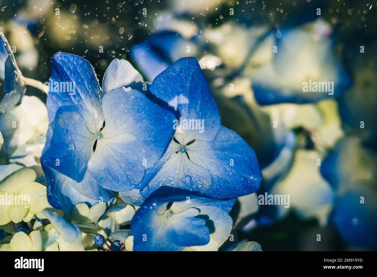 Beautiful blue hydrangea flowers under drops of macro rain Stock Photo ...
