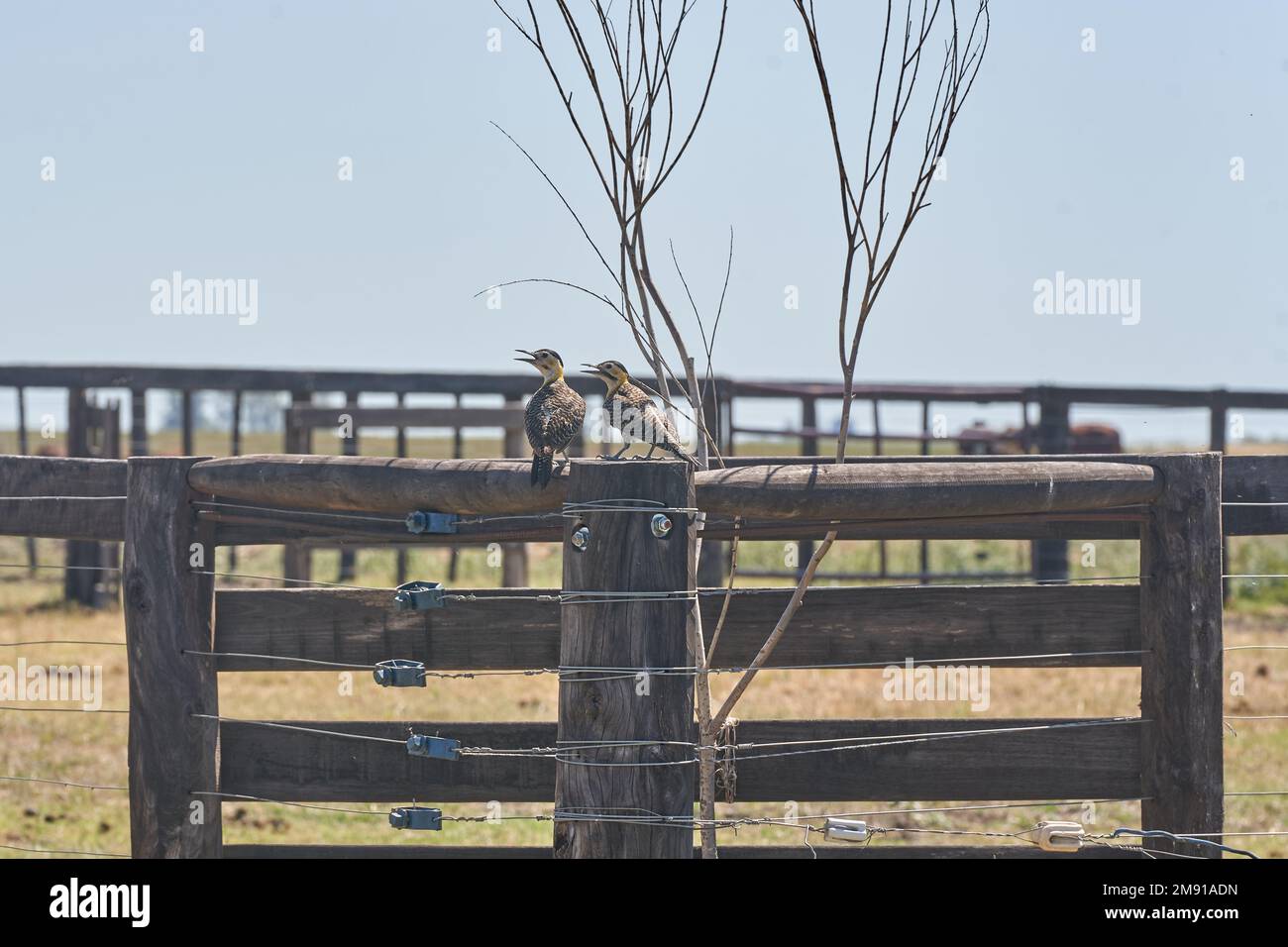 Woodpecker Eats Ants. Animal wild Stock Photo - Alamy
