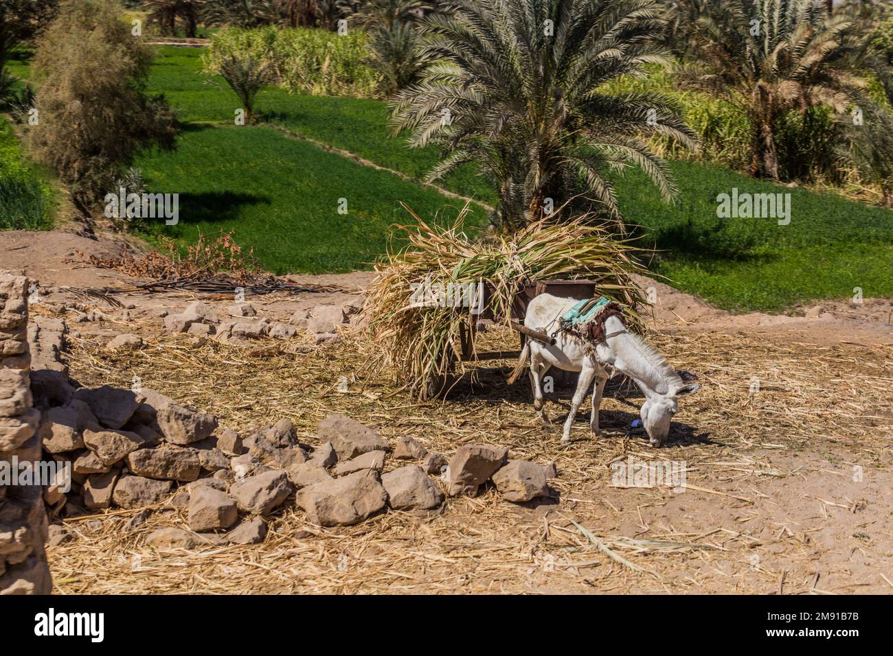 Donkey and lush fields along the river Nile, Egypt Stock Photo - Alamy