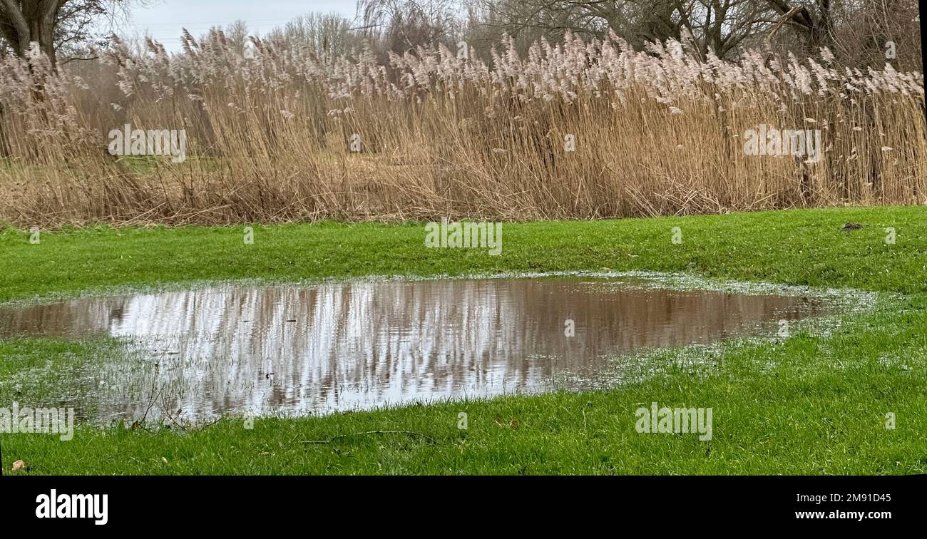 Puddle of water with refelextion of reed Stock Photo - Alamy