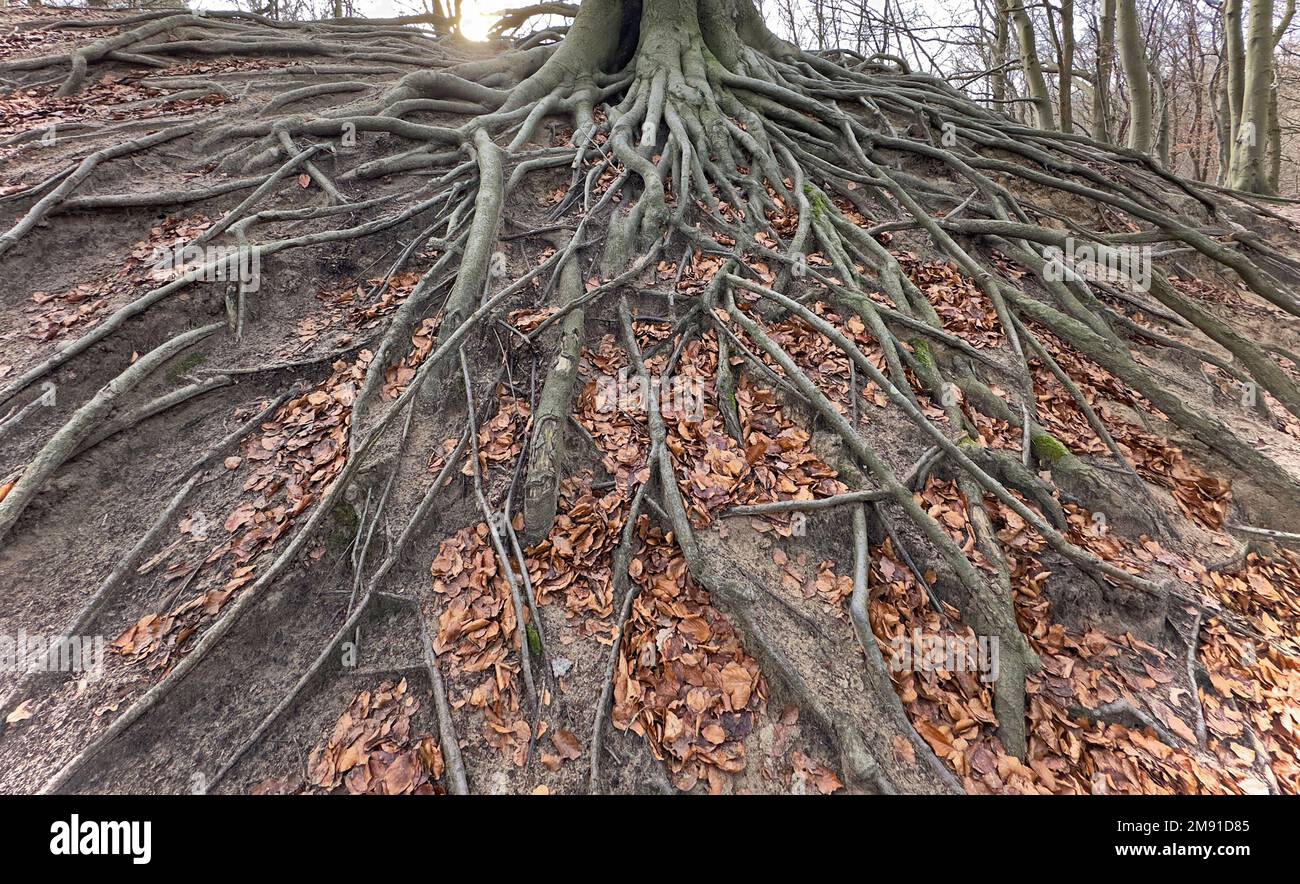 Roots from a tree in the forest, the Netherlands Stock Photo - Alamy