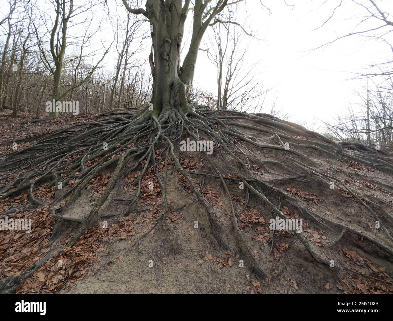 Roots from a tree in the forest, the Netherlands Stock Photo - Alamy