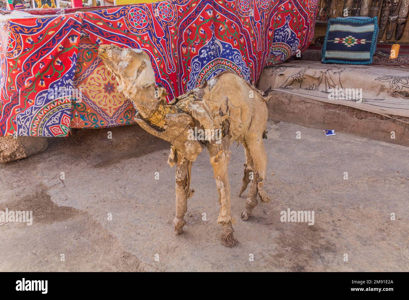 Stuffed baby camel in Nubian village Gharb Seheil, Egypt Stock Photo