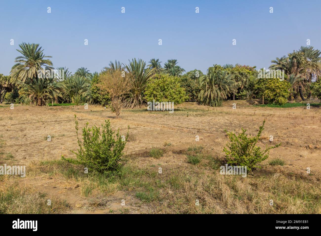 Fields by the river Nile, Egypt Stock Photo - Alamy