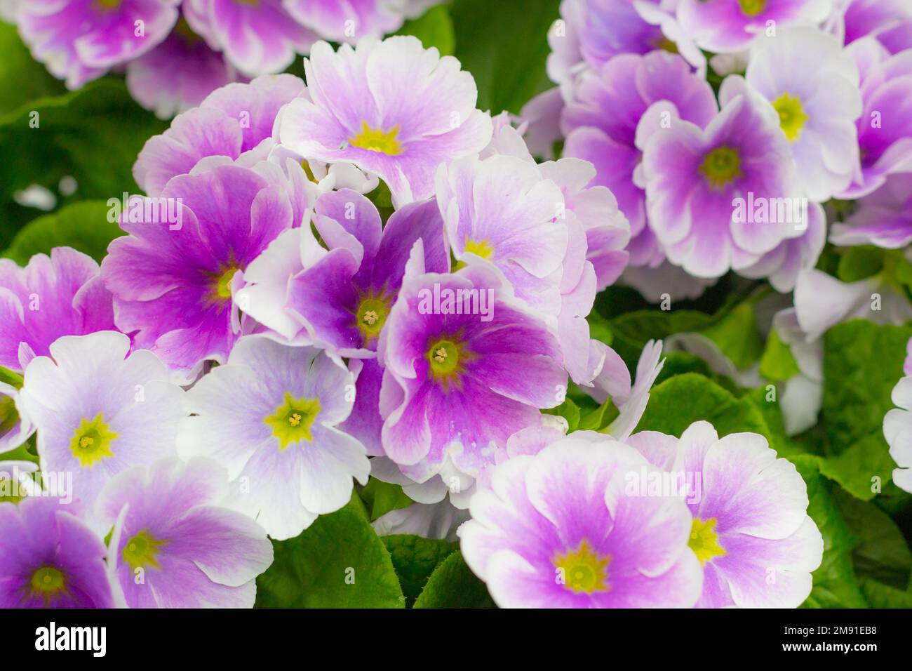 Top view of purple Primula primrose flowers in bloom Stock Photo