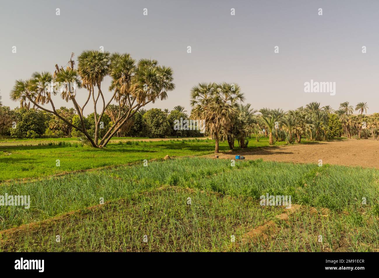 Fields by the river Nile, Egypt Stock Photo - Alamy