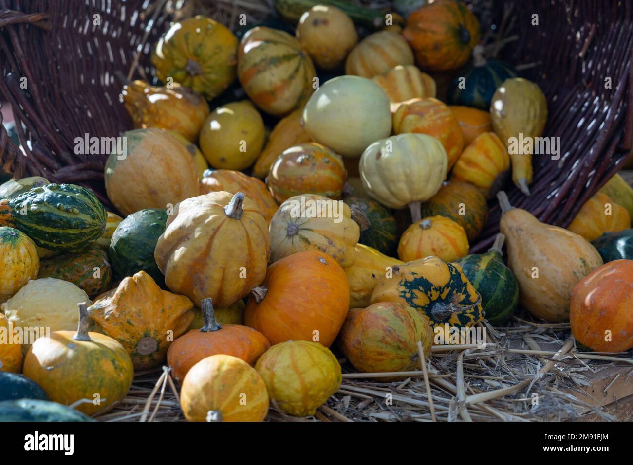 A pile of pumpkins in a big basket Stock Photo - Alamy