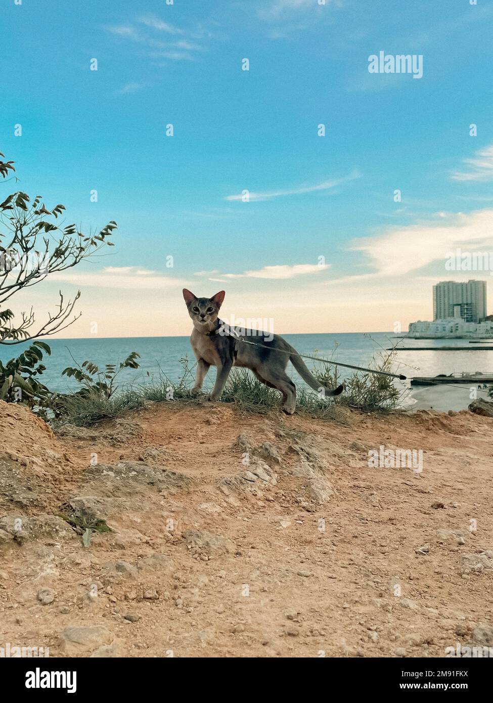 A vertical shot of a cat on a leash with a seascape in the background Stock Photo