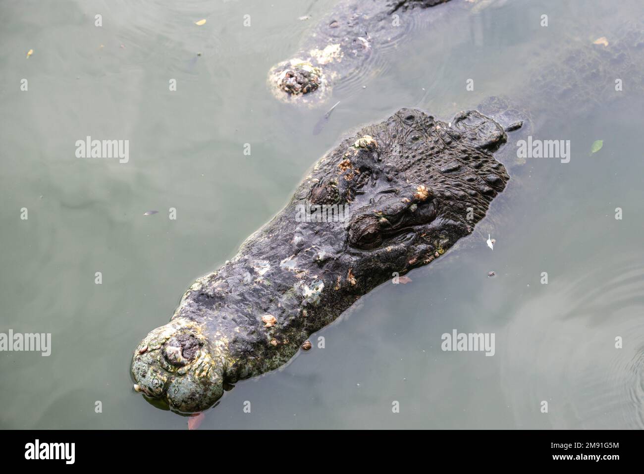 Crocodiles at a farm hi-res stock photography and images - Page 6 - Alamy
