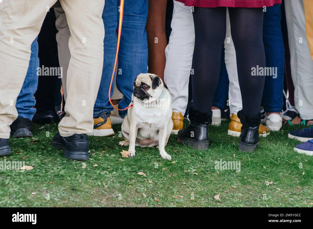 Pug dog sitting waiting for owner on leash with spanish flag with his back to a crowd of legs