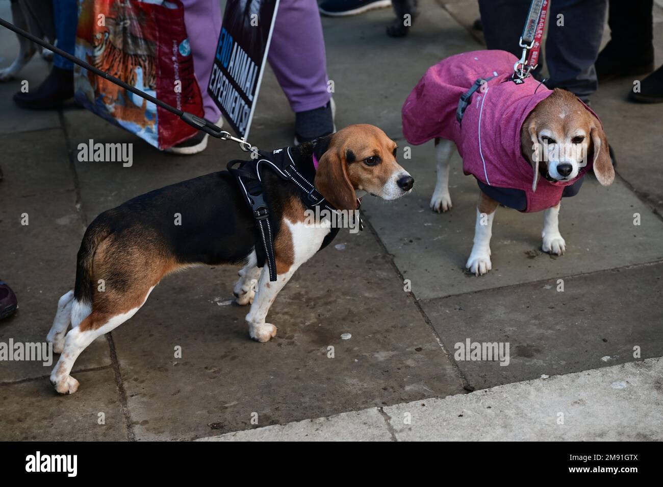 Non animal methods hi-res stock photography and images - Alamy