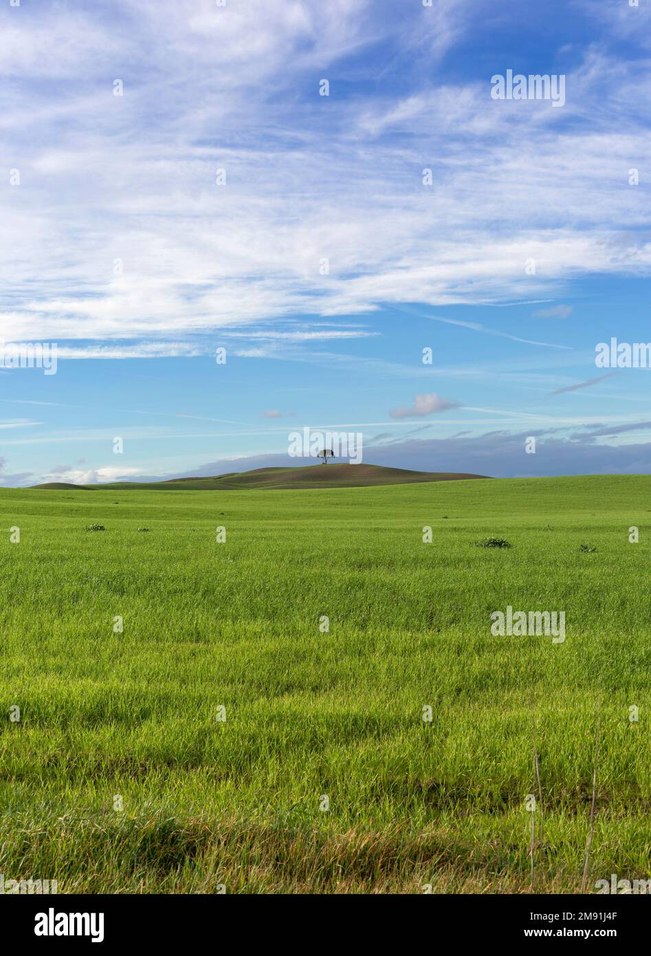 Landscape of a green agricultural field in Tuscany and one big tree in a winter day with a blue sky and white clouds. Stock Photo