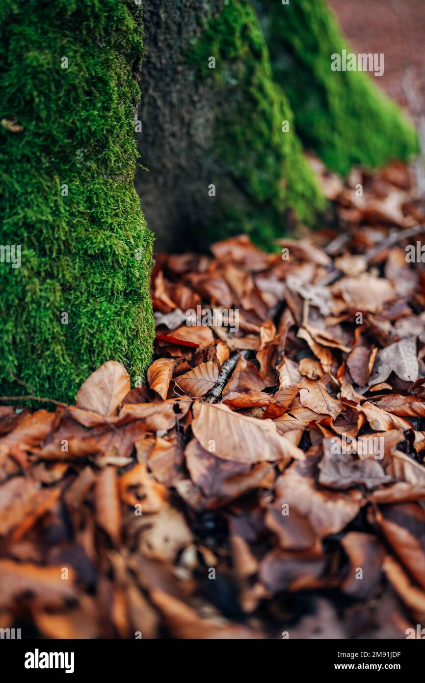 Moss plant soil stone hi-res stock photography and images - Alamy