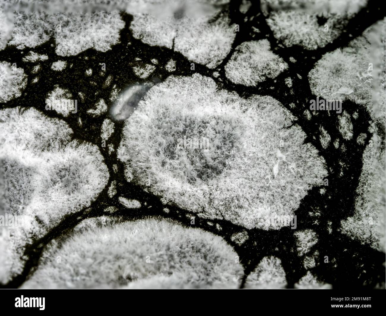 mold white mushrooms in cucumber pickle large closeup, dangerous to