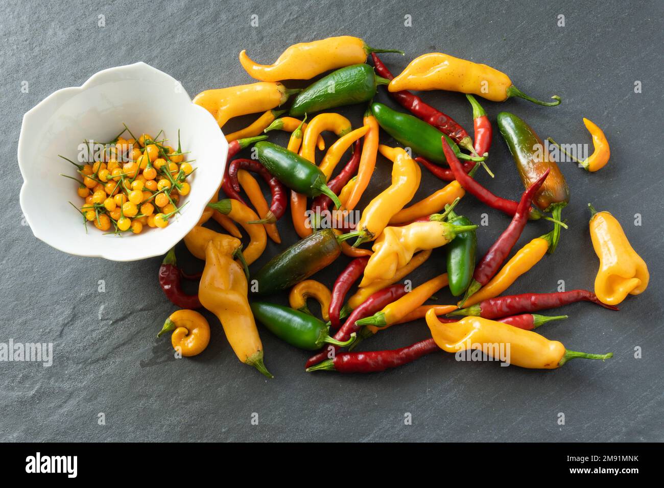 A cornucopia of brightly colored peppers harvested from the garden in fall on a gray slate background; ingredients Stock Photo