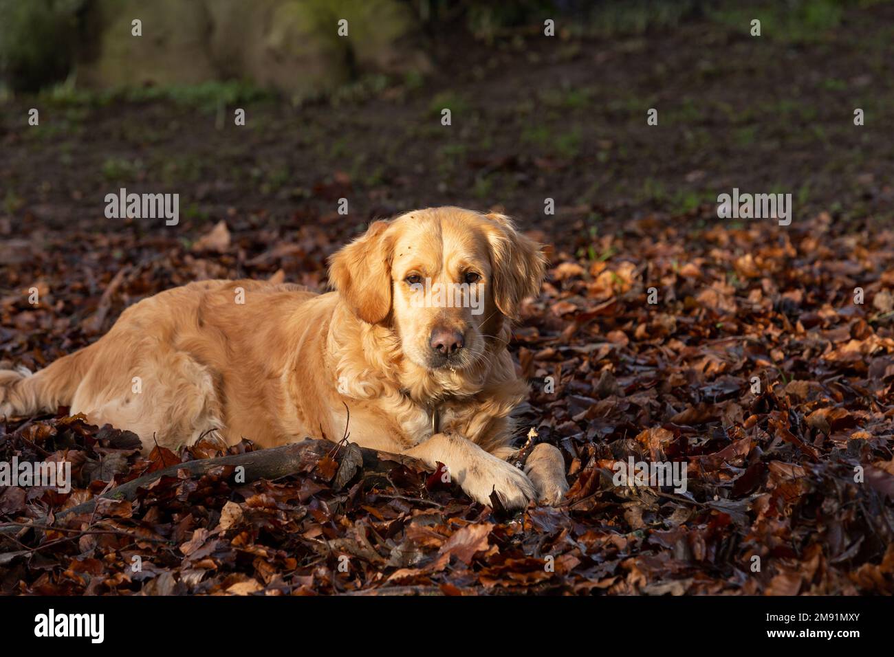 A golden retriever lies in fallen, autumn leaves eating a stick. Stock Photo