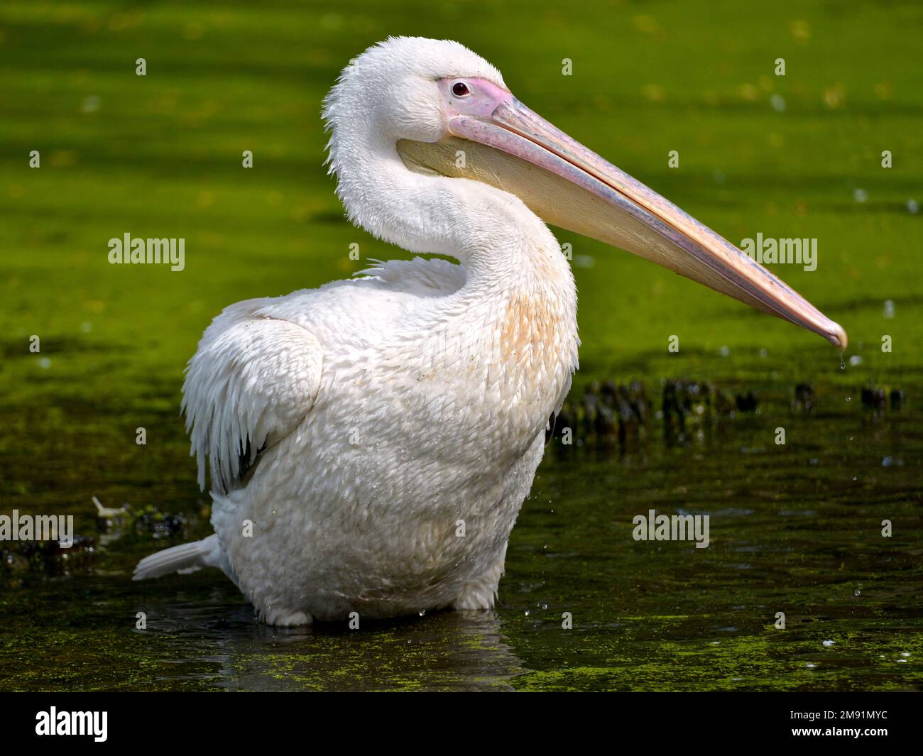 White pelican (Pelecanus onocrotalus) standing in water among duckweed and seen from profile Stock Photo