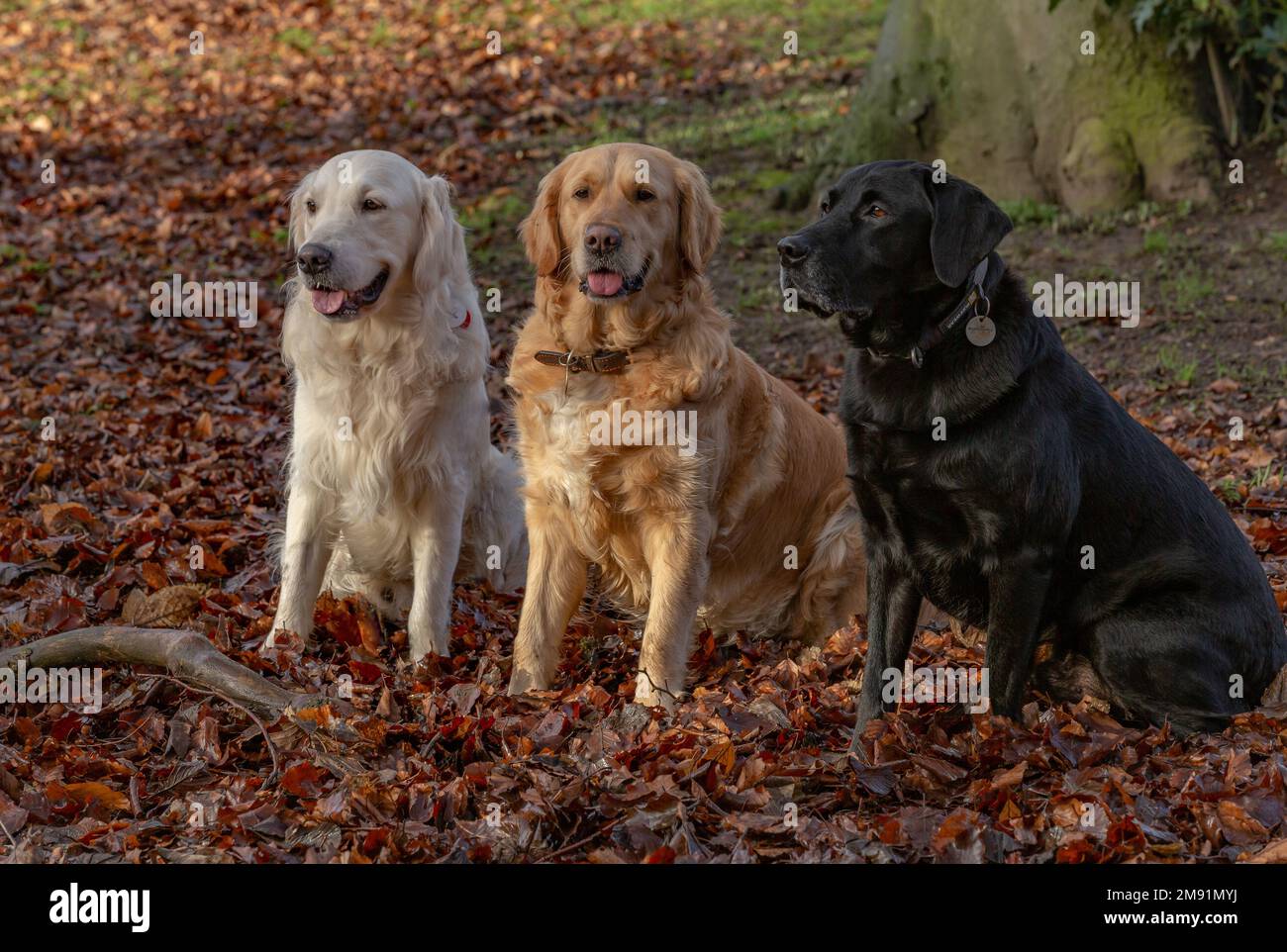 Two Golden Retrievers (one pale, one golden) sitting with a Black Labrador Retriever. They are surrounded by autumn leaf fall. Stock Photo