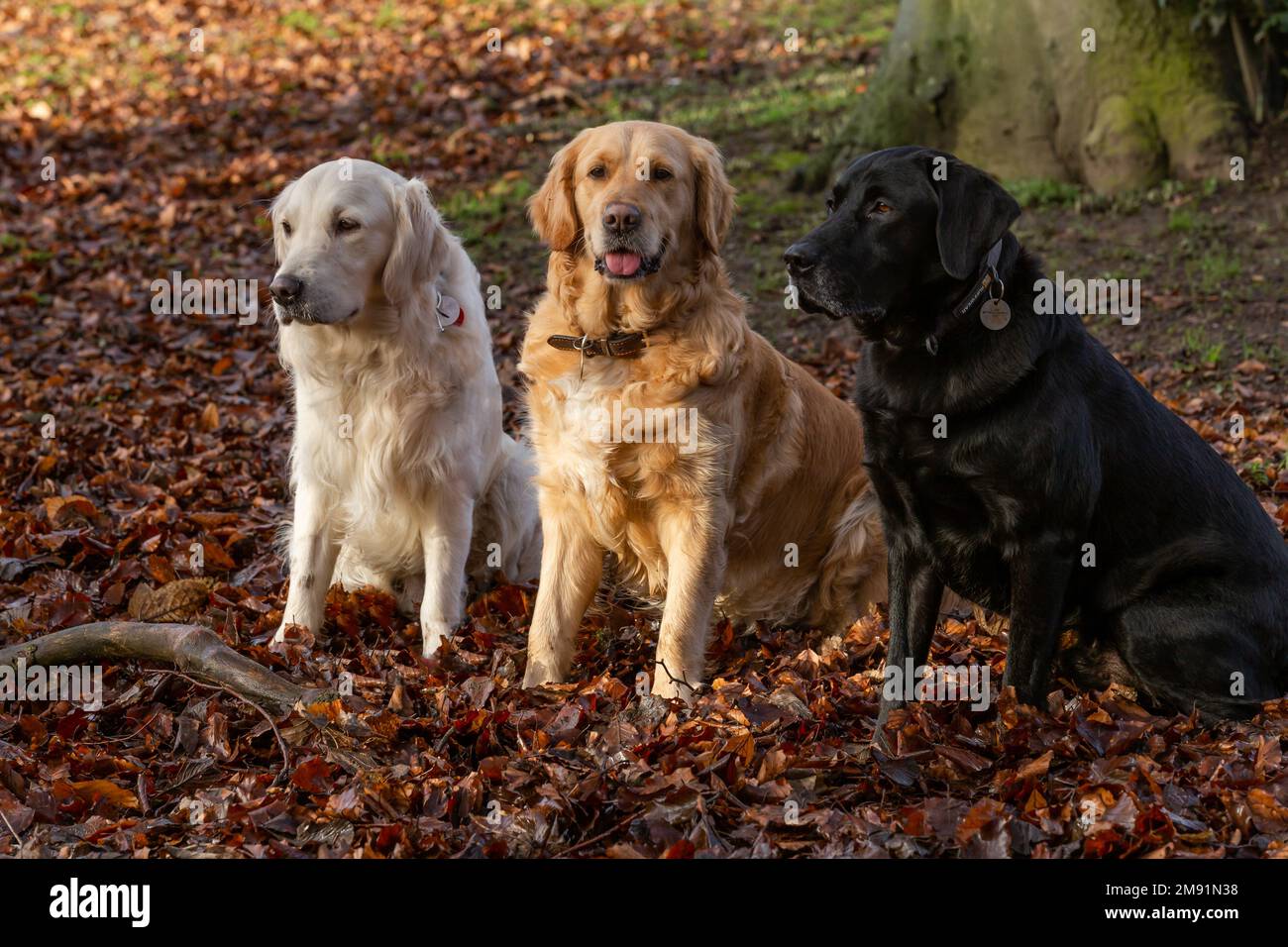 Two Golden Retrievers (one pale, one golden) sitting with a Black Labrador Retriever. They are surrounded by autumn leaf fall. Stock Photo