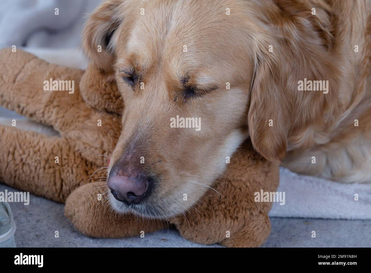 A golden retriever with a soft teddy bear. Stock Photo