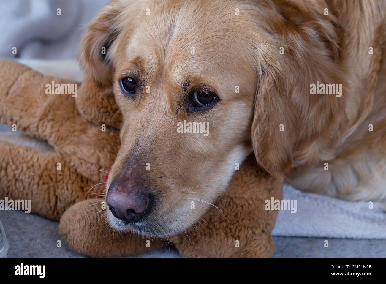 A golden retriever with a soft teddy bear. Stock Photo