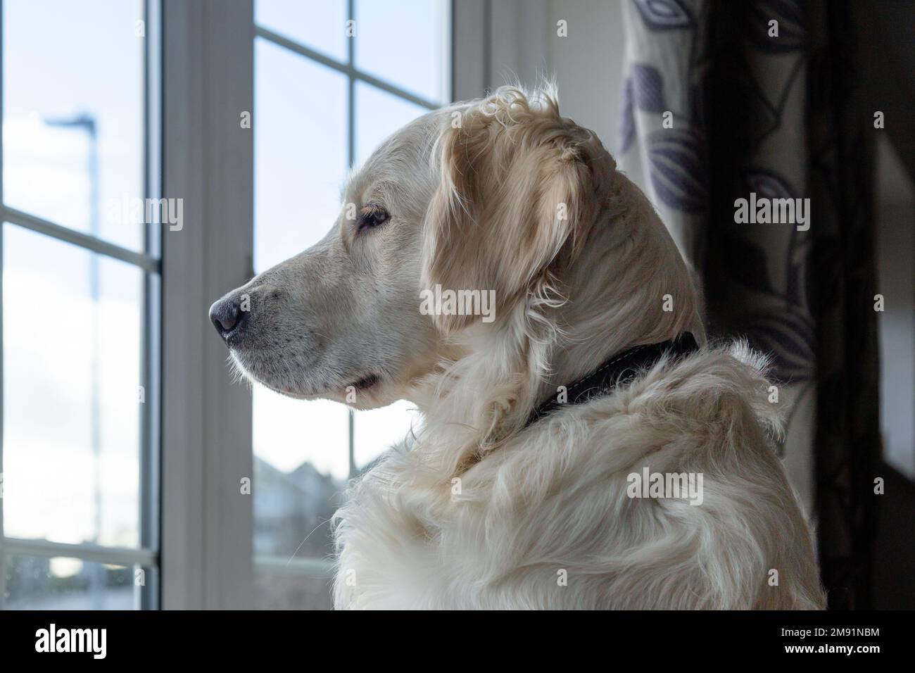 A young golden retriever dog looking through a window. Stock Photo