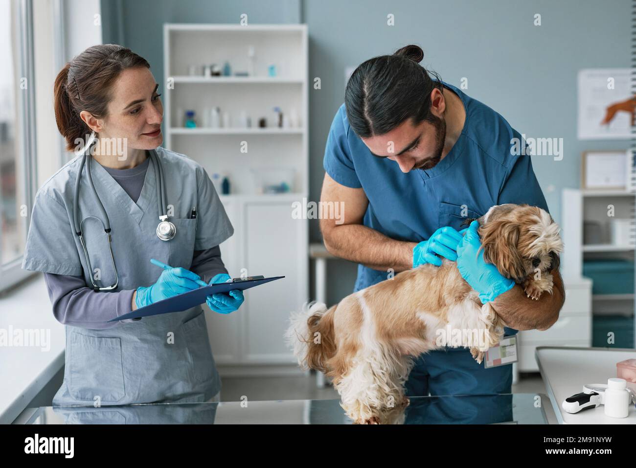 Young male vet doctor examining cute yorkshire terrier on medical table
