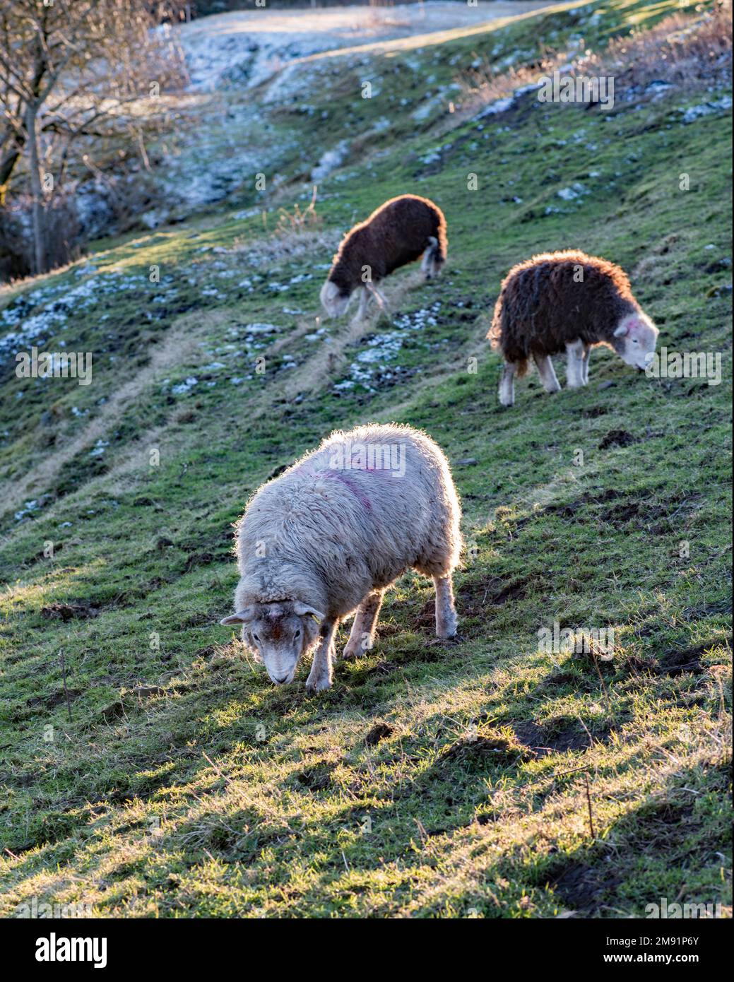 Three sheep grazing on slopes alongside Long Preston beck, Yorkshire Dales National Park (includes a couple of young Herdwicks). Stock Photo