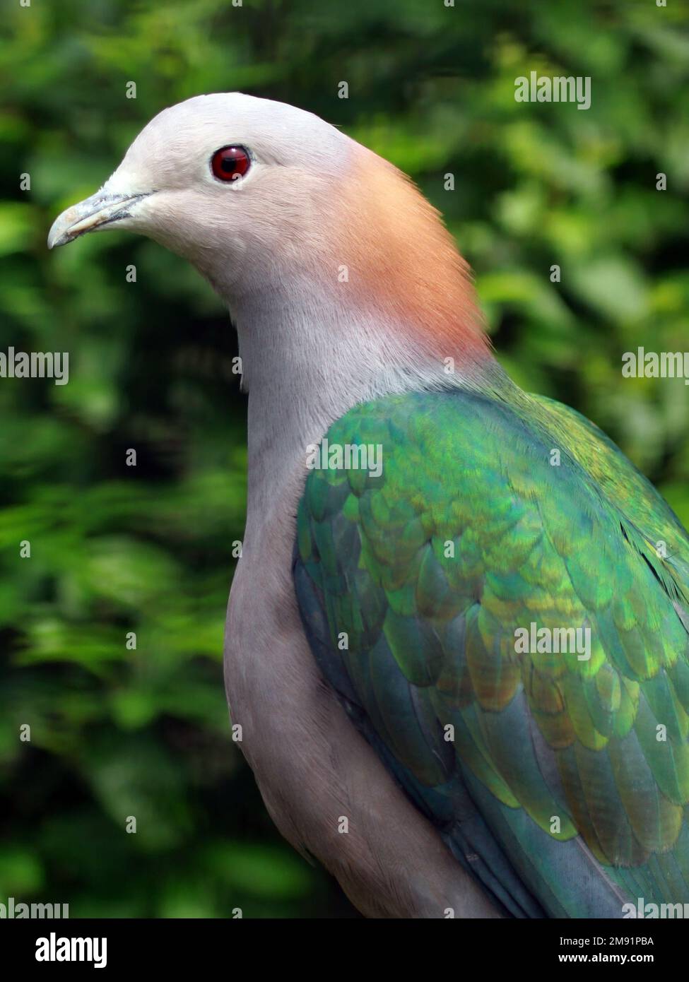Green imperial pigeon (Ducula aenea paulina); portrait Stock Photo