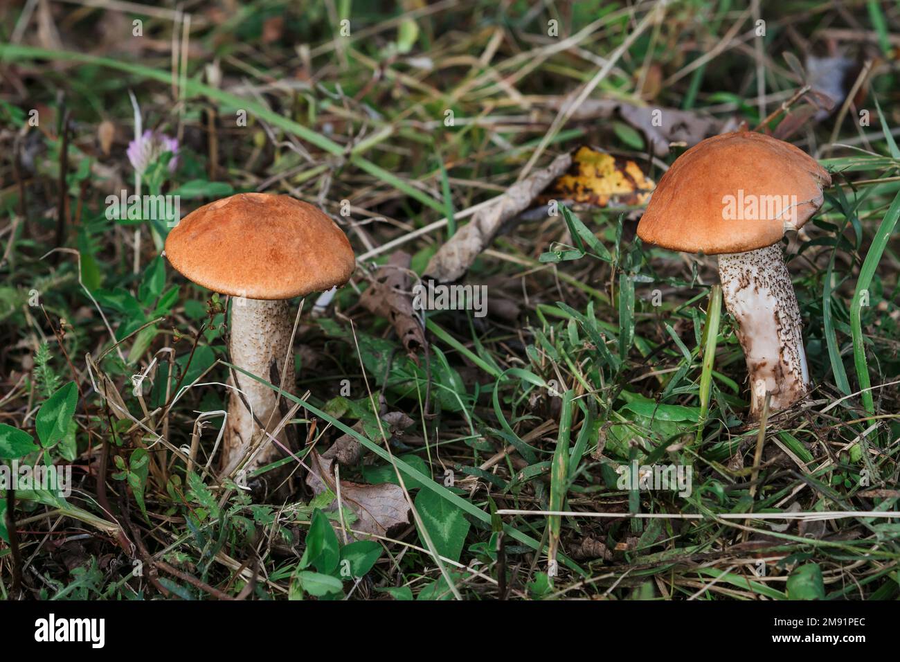 two aspen trees in the grass. Growing edible mushrooms closeup Stock