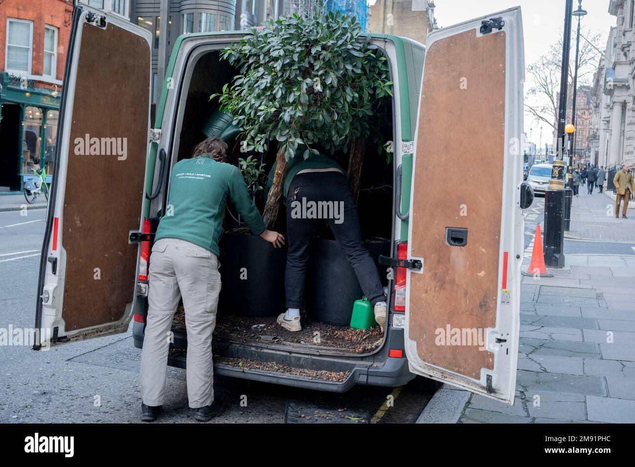 Two contractors employed with the Outsiders Group, push a tall tree into the rear of a van in St James's, on 16th January 2023, in London, England. Stock Photo