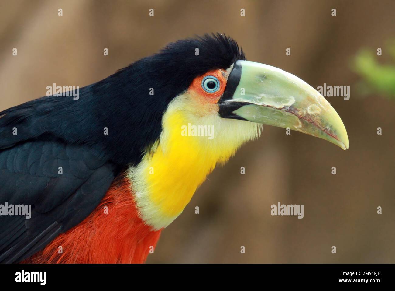 Green-billed toucan (Ramphastos dicolorus) portrait Stock Photo