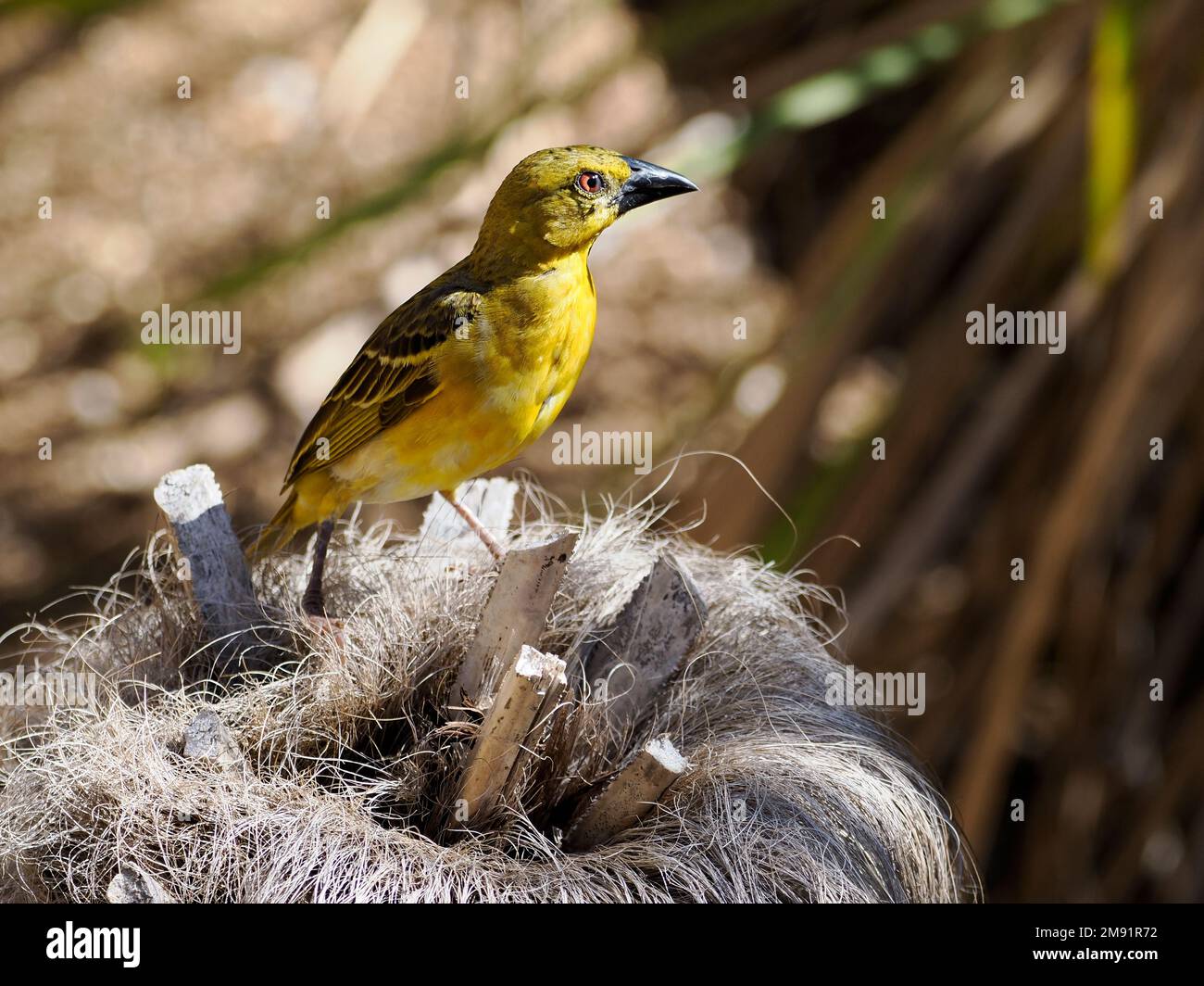 Male Village Weaver (Ploceus cucullatus) on branch Stock Photo