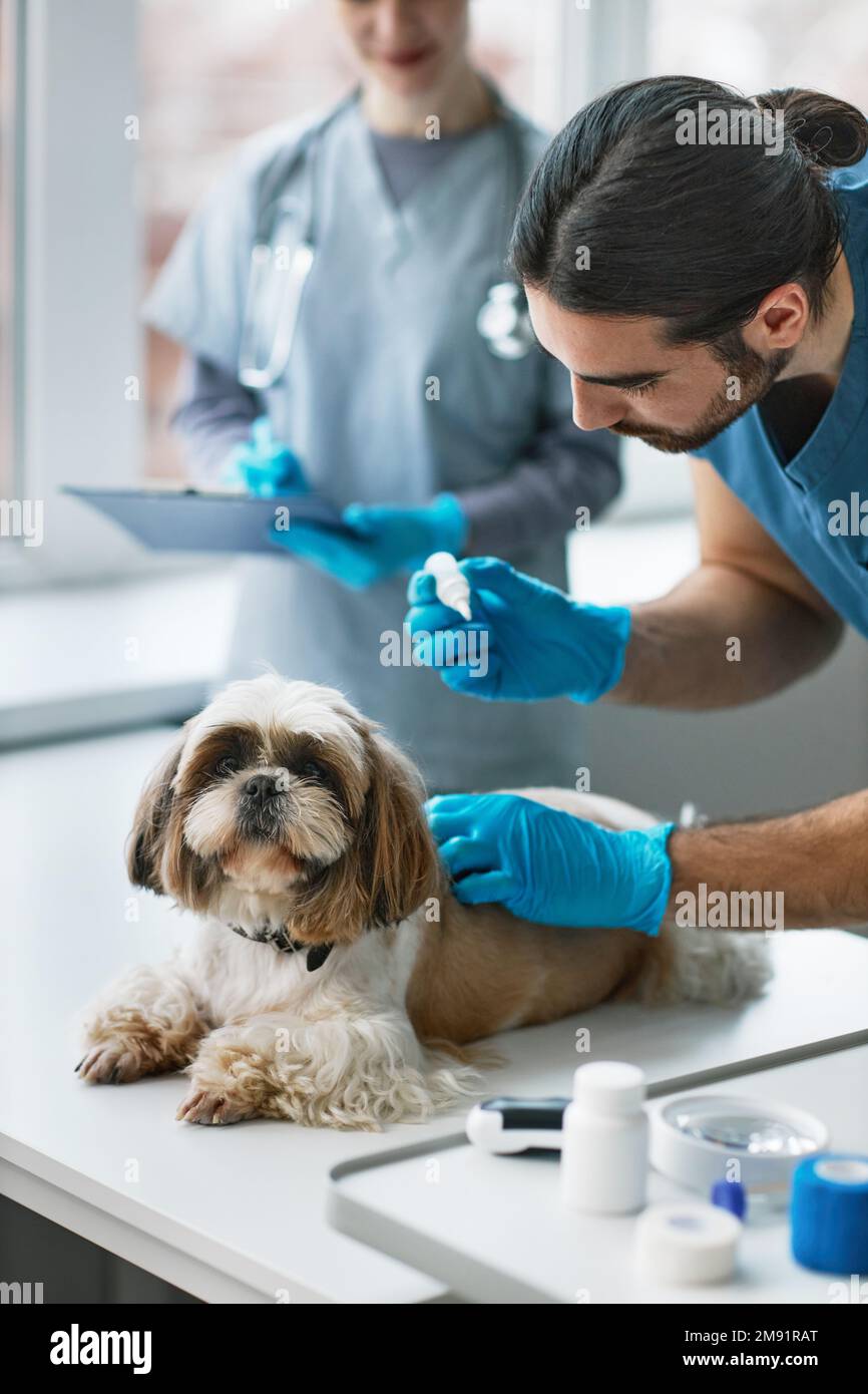 Young veterinary doctor in uniform bending over yorkshire terrier and