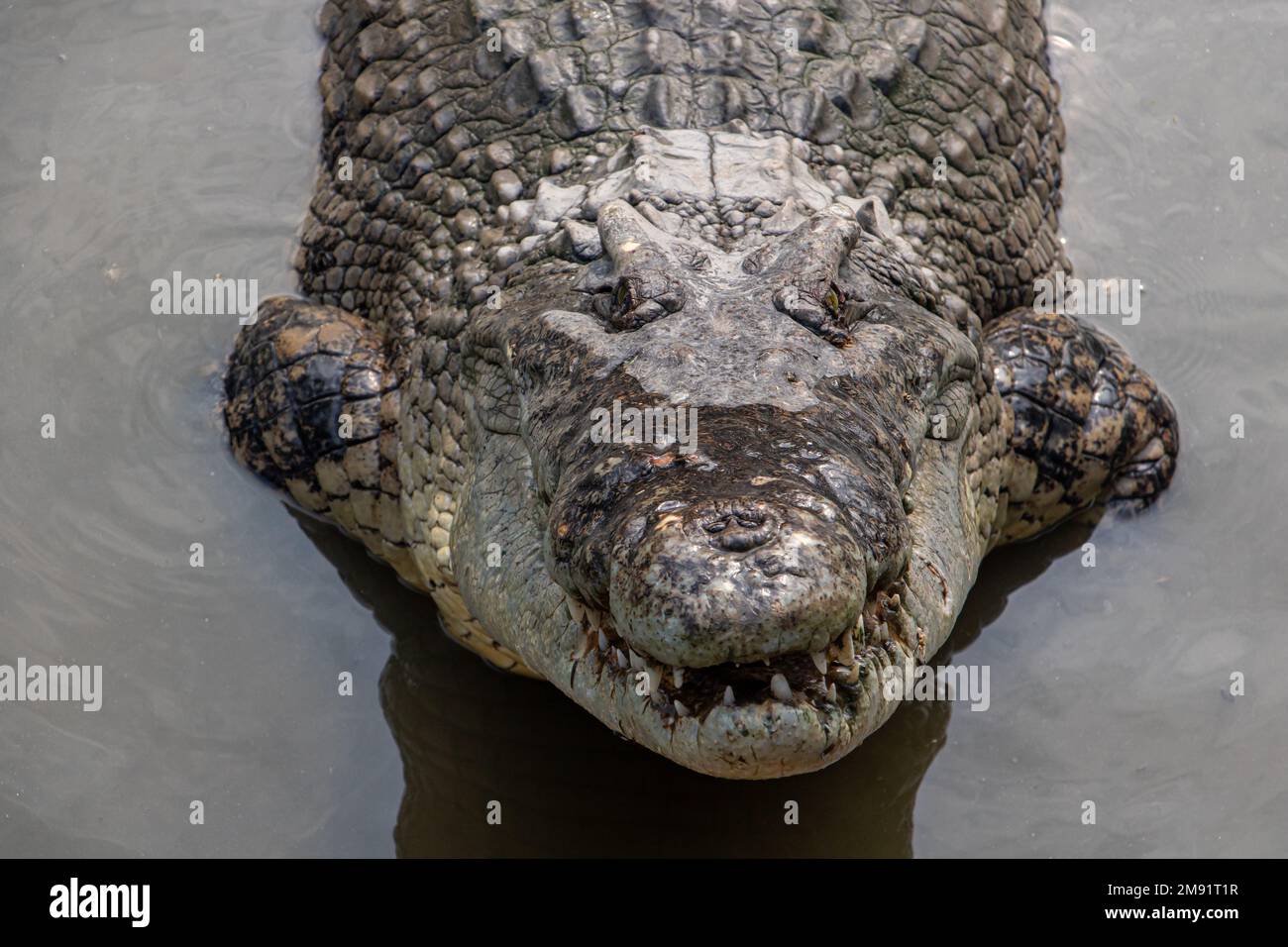 Crocodile is looking from the water Stock Photo