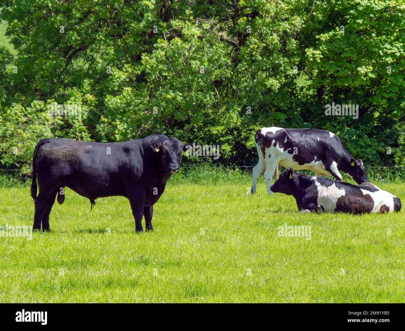 A bull on a meadow where several cows are lying. Farm cattle on a pasture on a sunny spring day. Animal husbandry, cows on green grass field. Cattle o Stock Photo