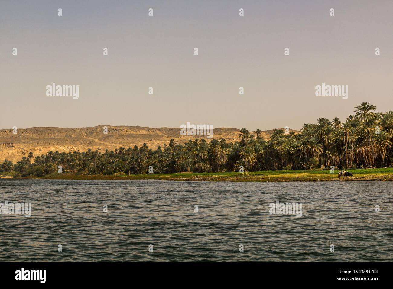 Palms at the banks of the river Nile, Egypt Stock Photo - Alamy